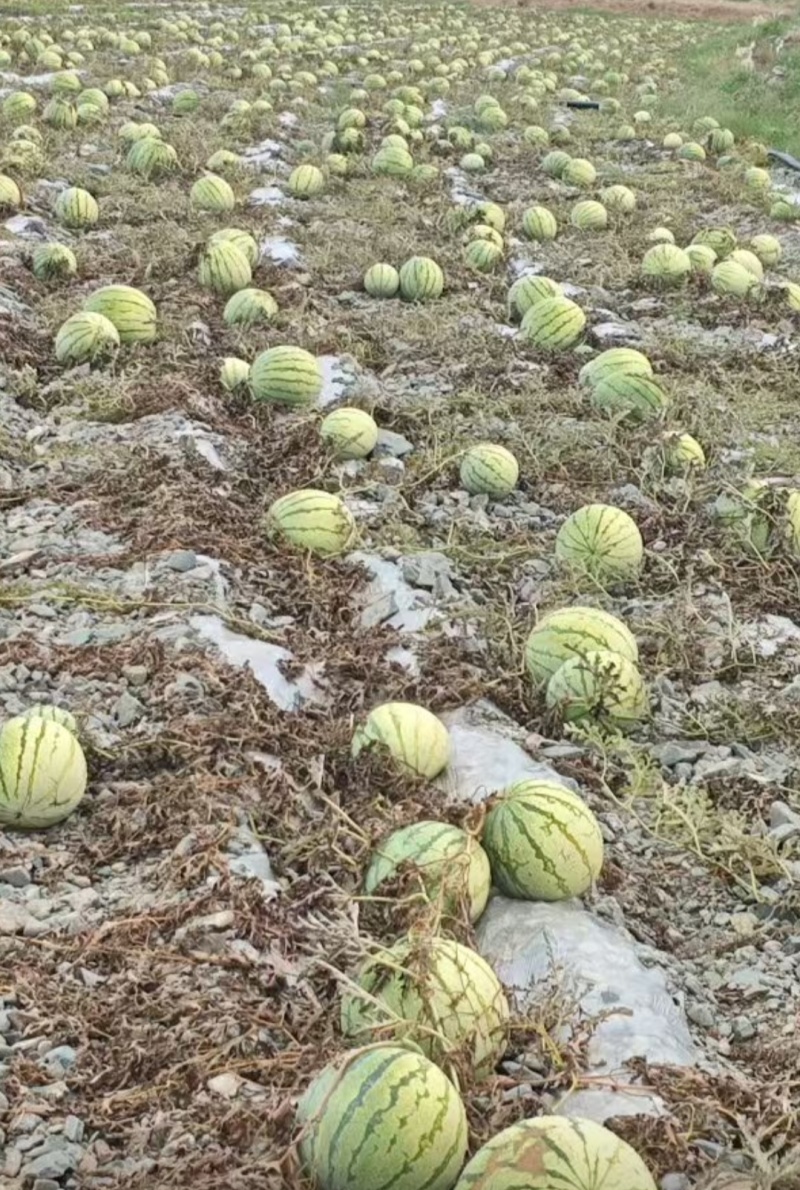 精品西瓜电商供货