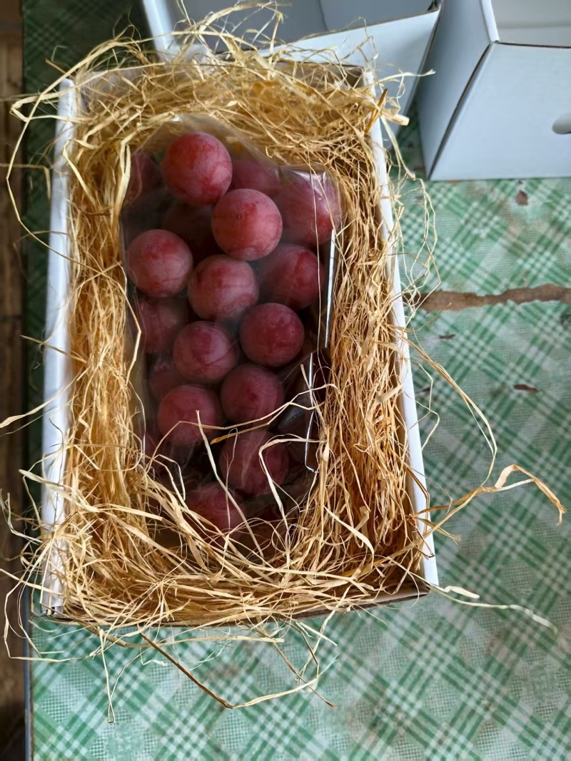精品葡萄，妮娜皇后