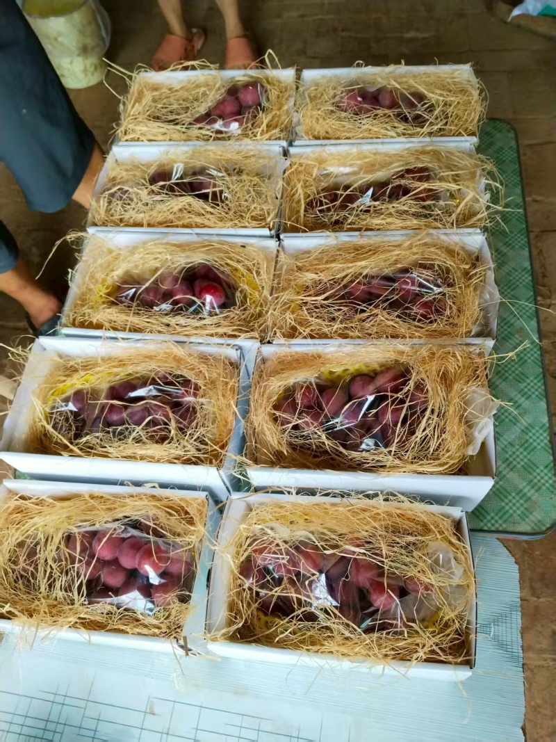 精品葡萄，妮娜皇后