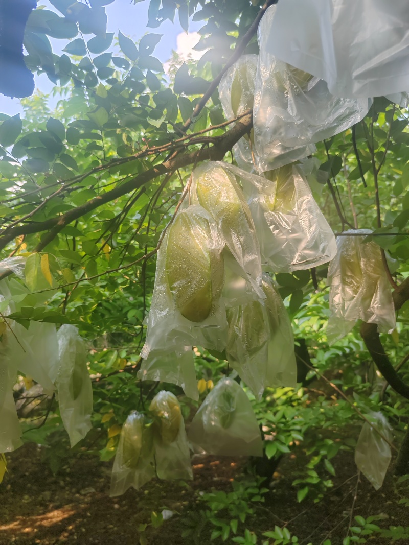 广东增城特大红甜杨桃，自家种的。好大好甜，欢迎批发零售！
