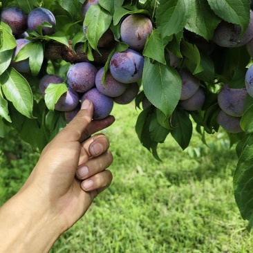 茂县脆红李大量上市