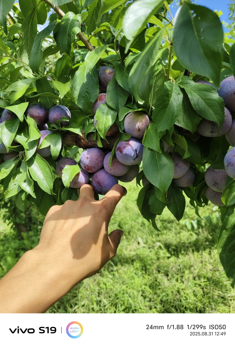 茂县脆红李大量上市