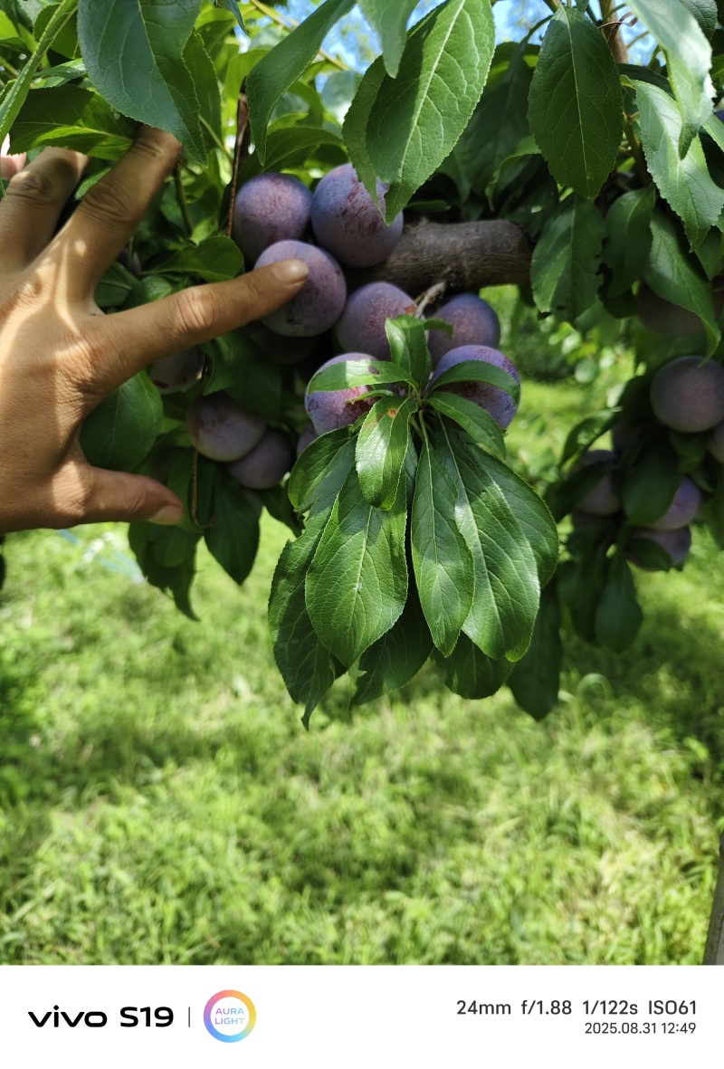 茂县脆红李大量上市