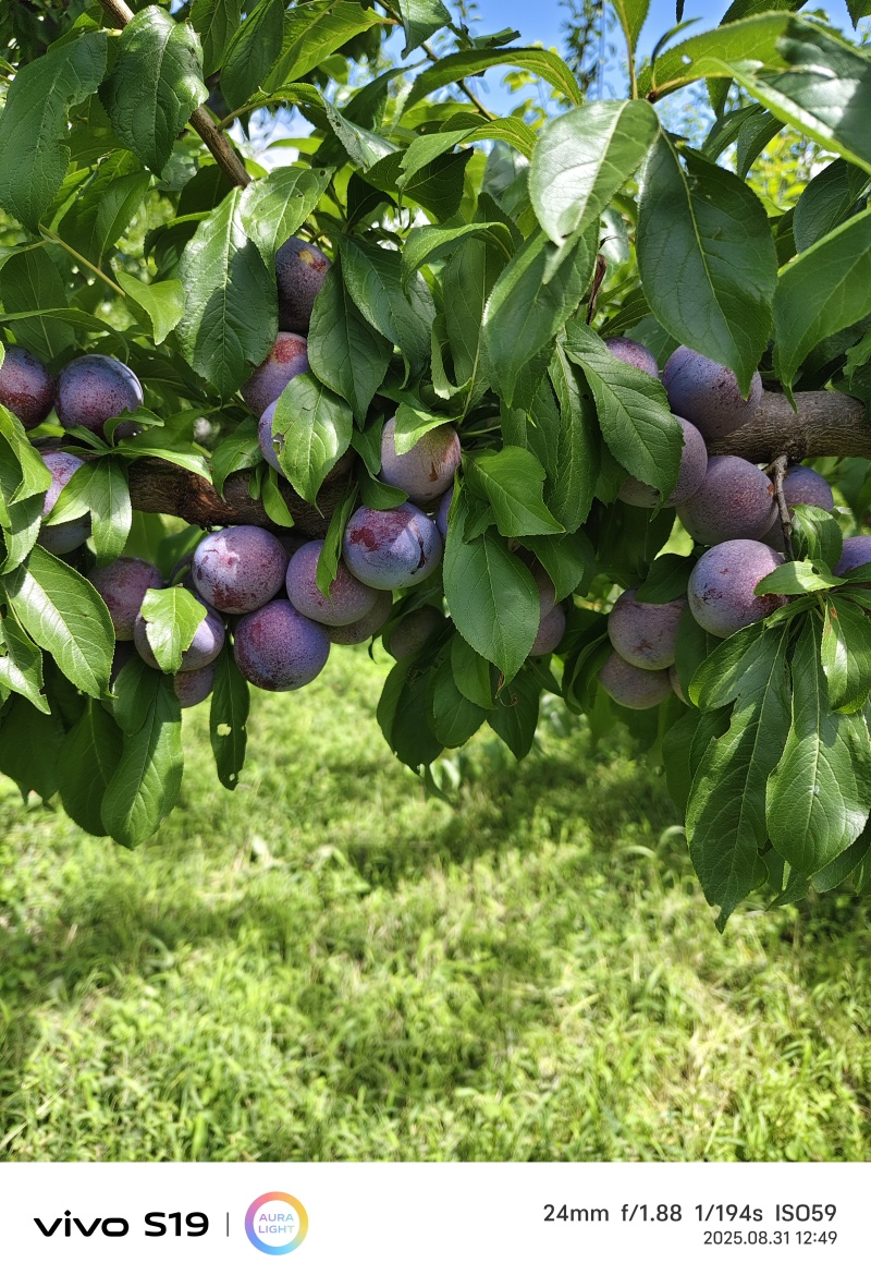 茂县脆红李大量上市