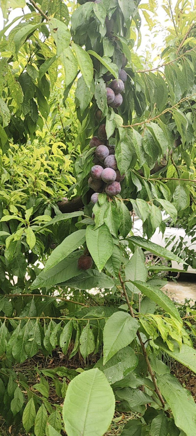 茂县脆红李大量上市