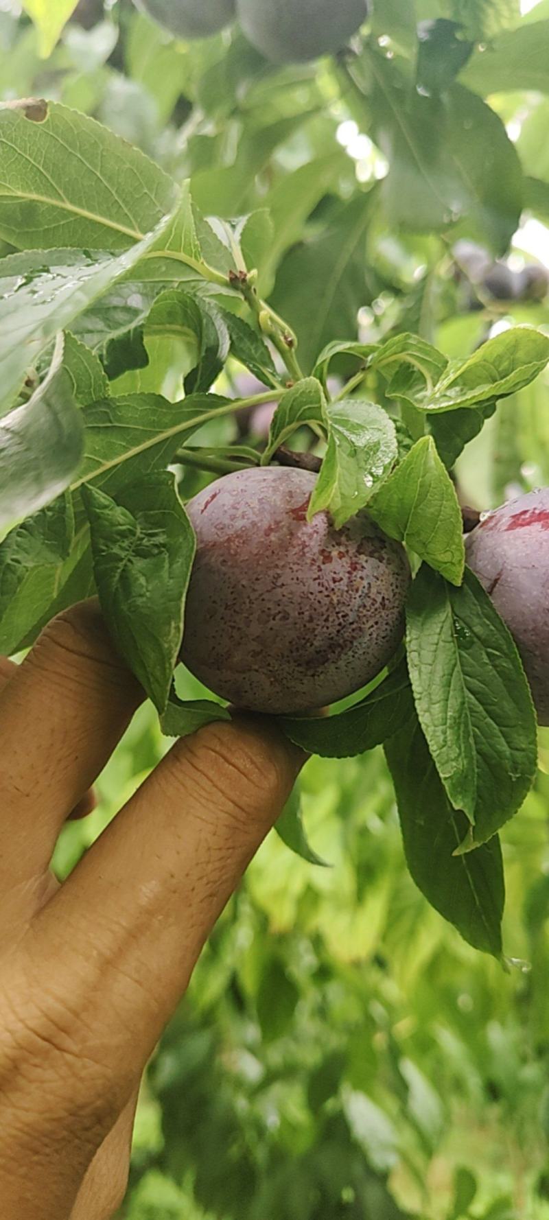 茂县脆红李大量上市