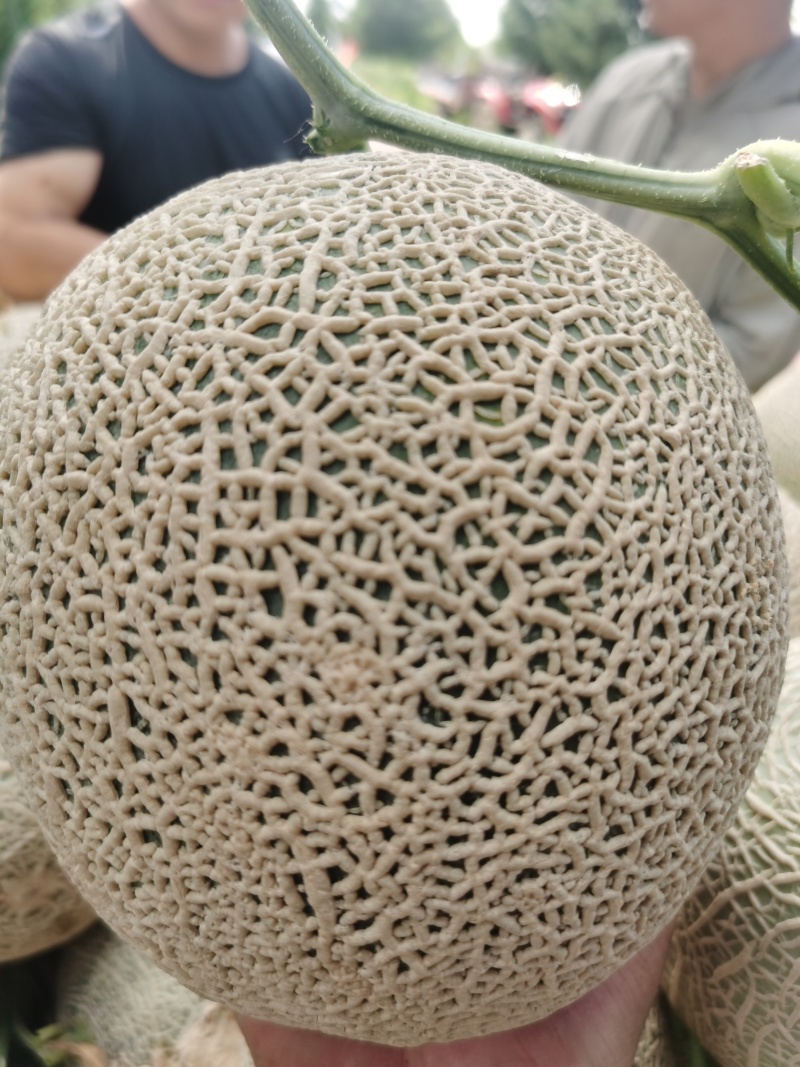 牛三网纹瓜