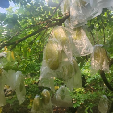 广东增城精品甜杨桃，自家种植。好大好甜，欢迎批发零售！