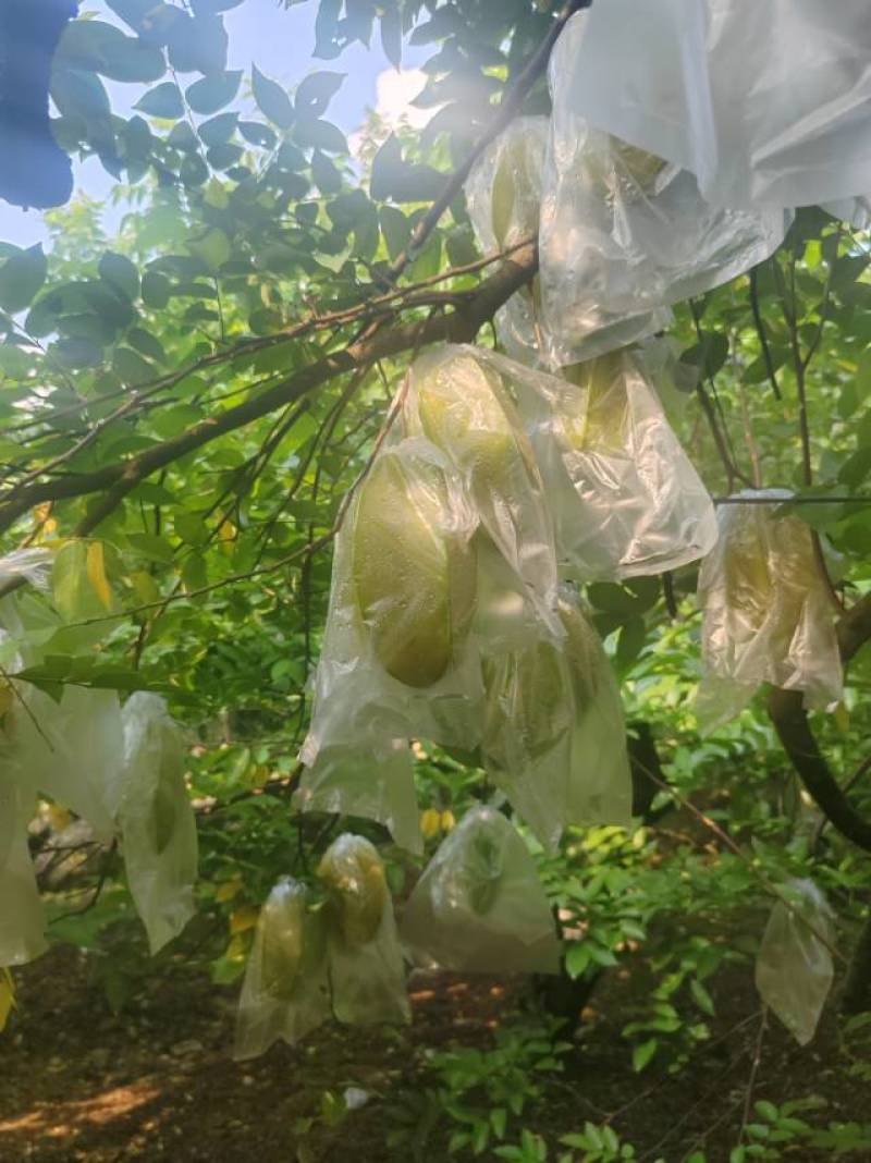 广东增城精品甜杨桃，自家种植。好大好甜，欢迎批发零售！