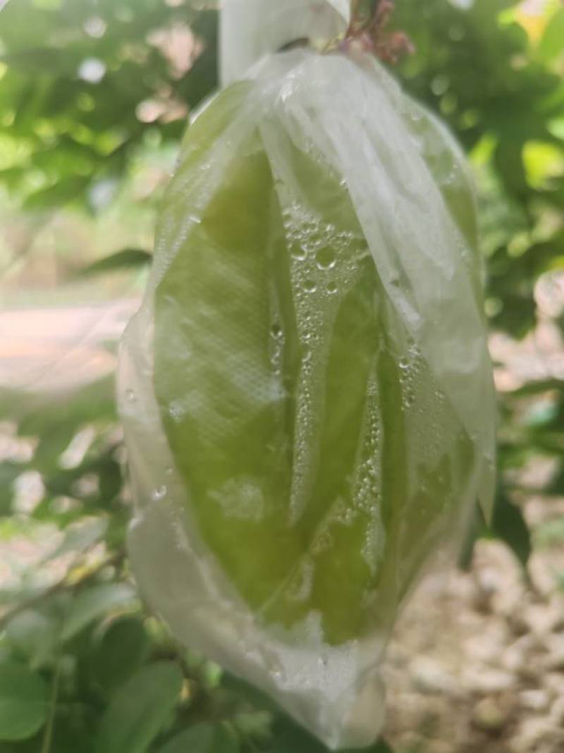 广东增城精品甜杨桃，自家种植。好大好甜，欢迎批发零售！