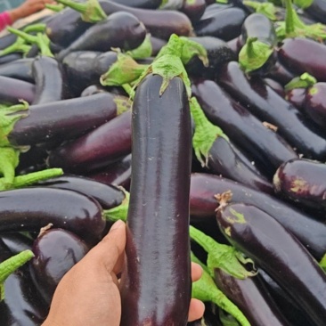 茄子，量少提前预定