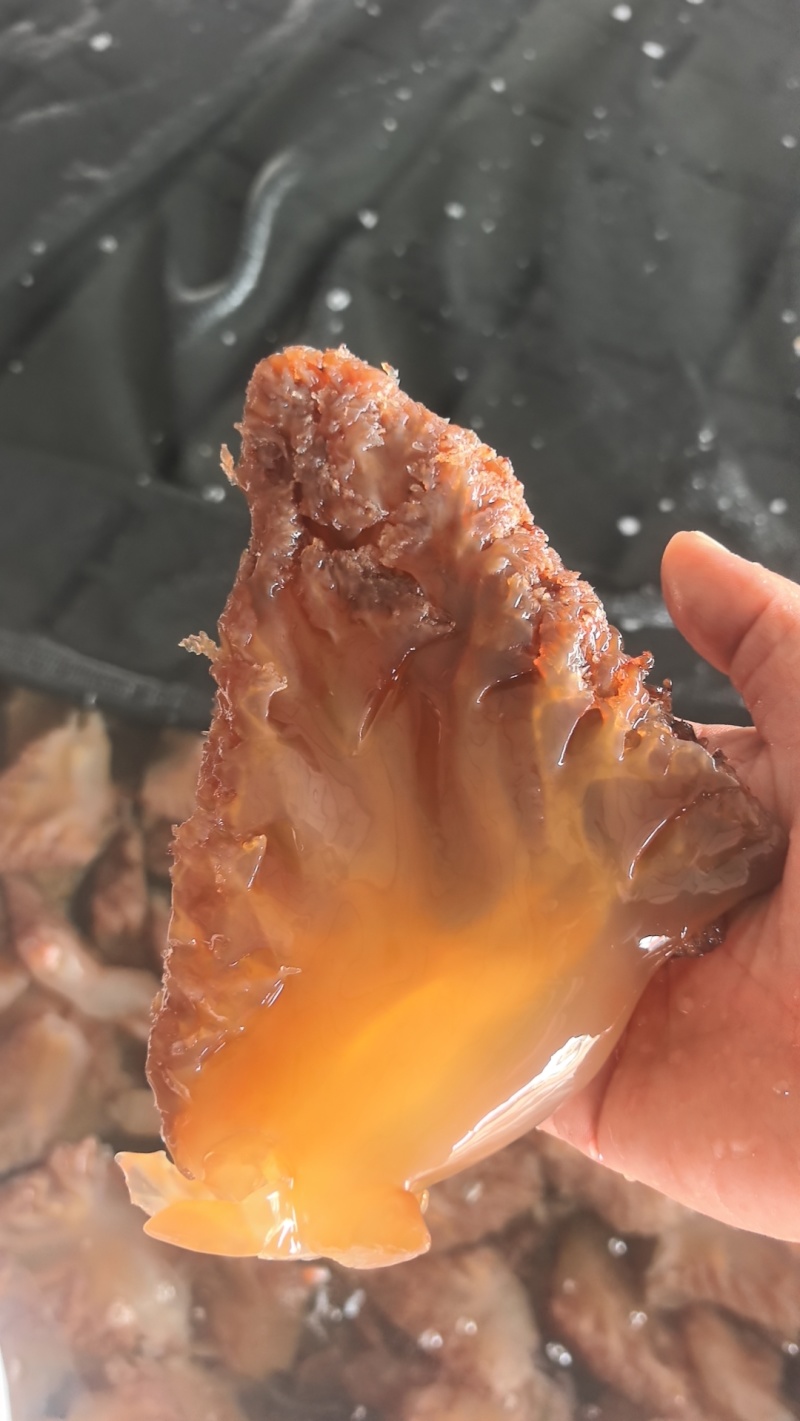 山东野生海蜇头海蜇角（蜇头蜇皮蜇丝全品类）