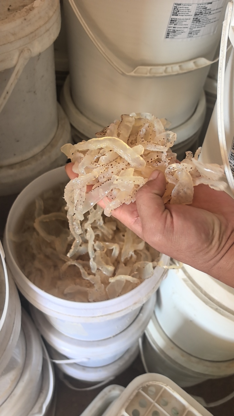 山东野生海蜇头海蜇角（蜇头蜇皮蜇丝全品类）
