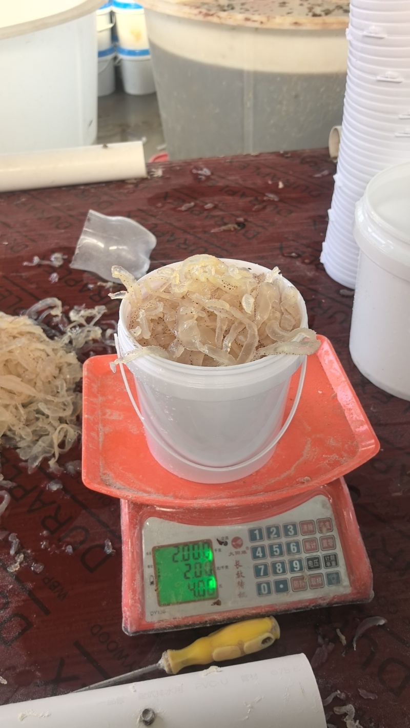 山东野生海蜇头海蜇角（蜇头蜇皮蜇丝全品类）