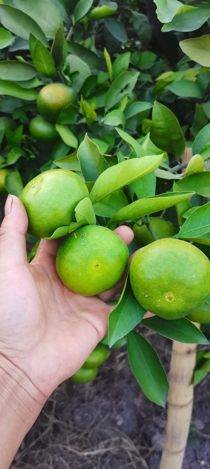 资阳蜜橘