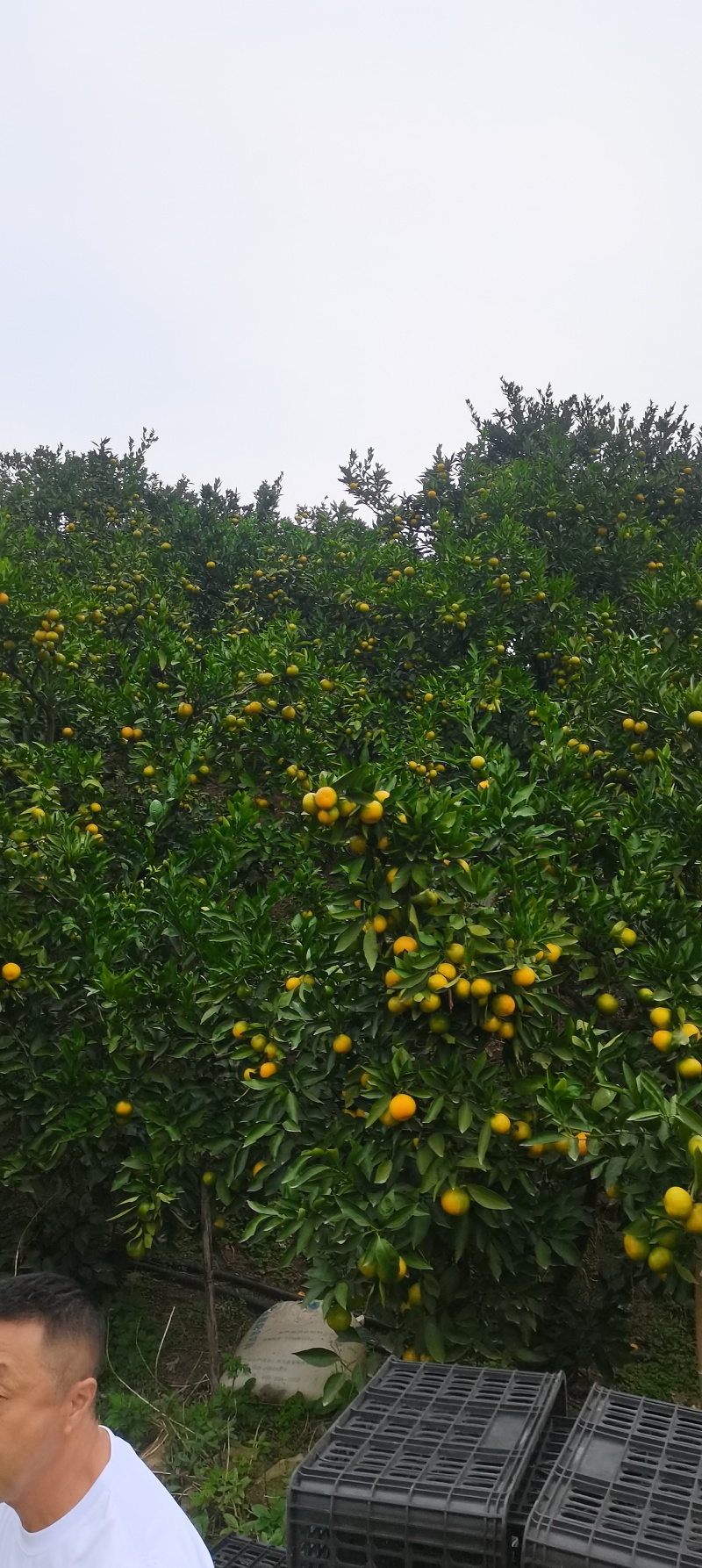 资阳蜜橘