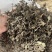 仙草高胶质仙人草仙草干胶质含量都达标产地直发诚信经营