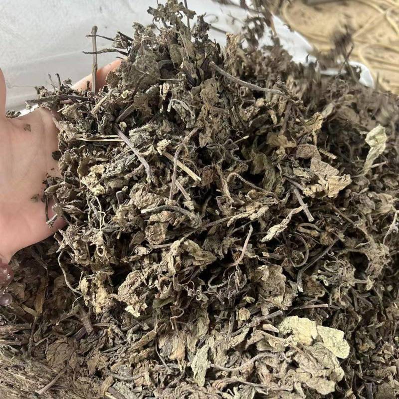 仙草高胶质仙人草仙草干胶质含量都达标产地直发诚信经营