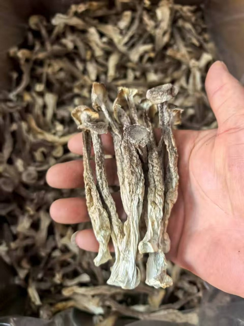 【鹿茸菇专批】厂家直销全国各地