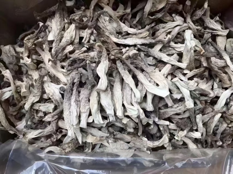【鹿茸菇专批】厂家直销全国各地