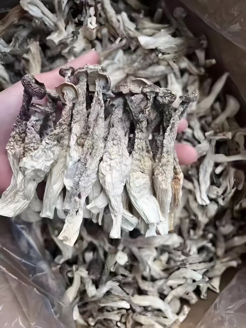 【鹿茸菇专批】厂家直销全国各地