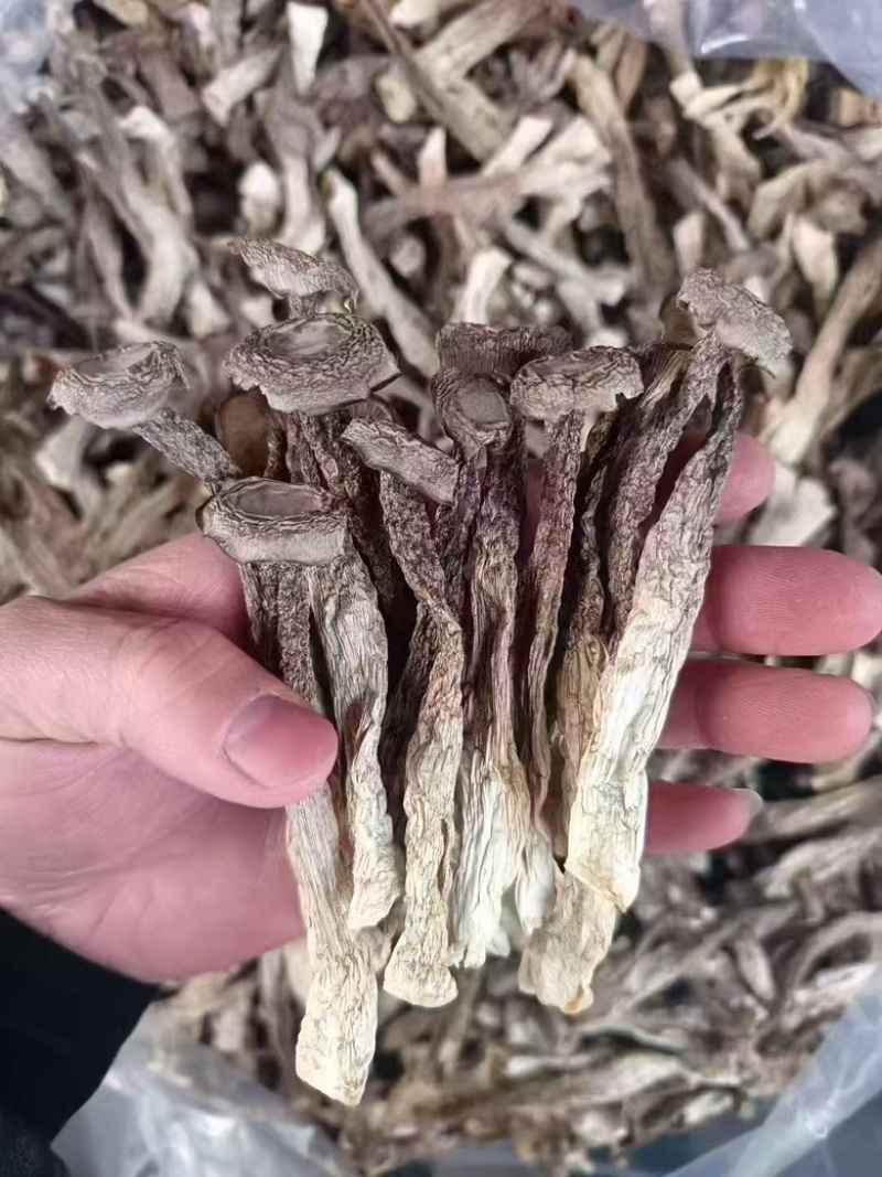 【鹿茸菇专批】厂家直销全国各地
