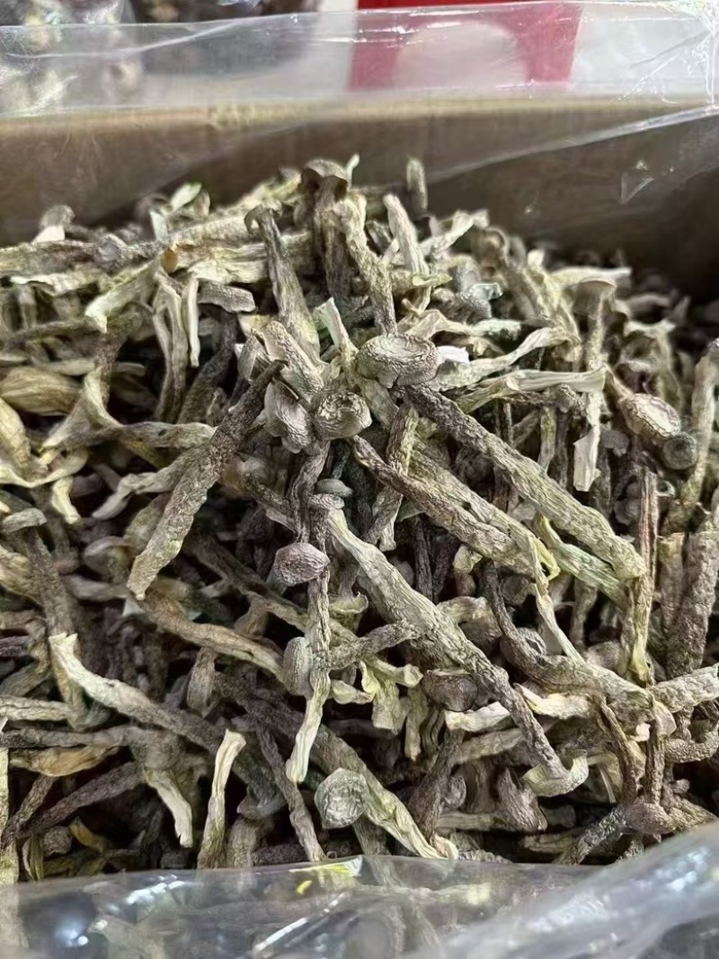 【鹿茸菇专批】厂家直销全国各地