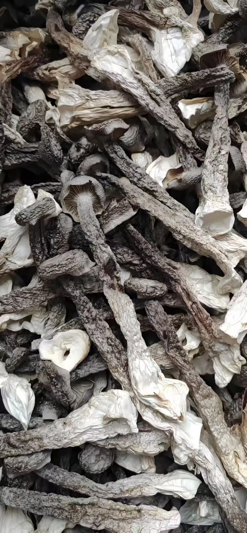 【鹿茸菇专批】厂家直销全国各地