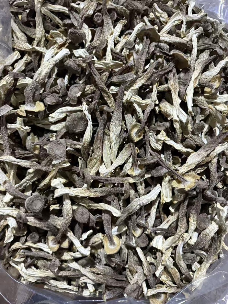 【鹿茸菇专批】厂家直销全国各地