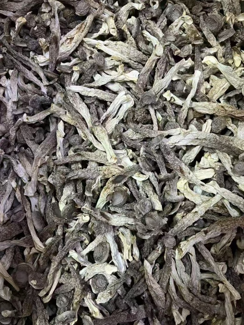 【鹿茸菇专批】厂家直销全国各地