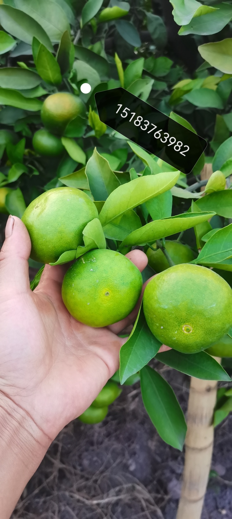 资阳蜜橘