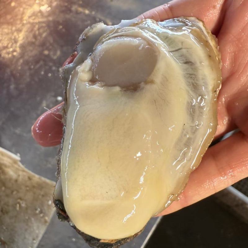 山东乳山生蚝现货鲜活肉质鲜甜产地直发