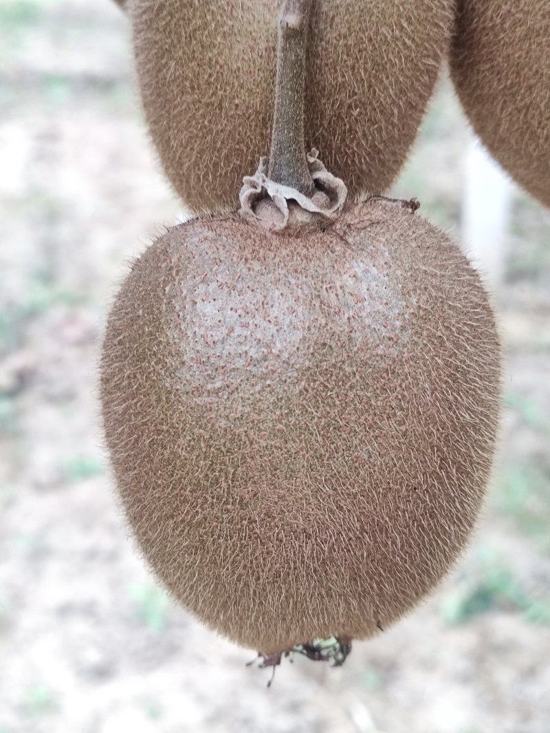 翠香猕猴桃