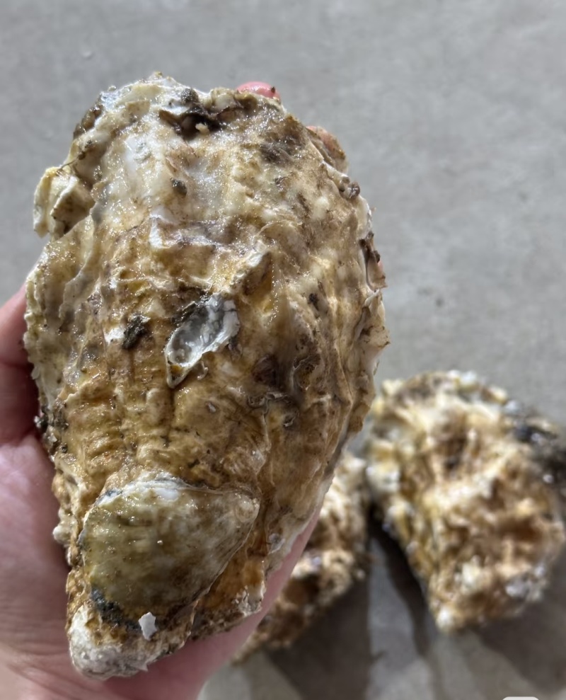山东乳山生蚝现货鲜活肉质鲜甜产地直发