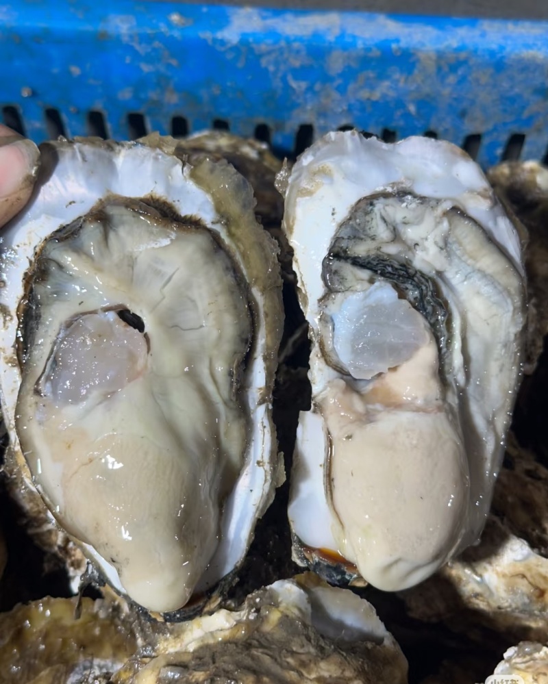山东乳山生蚝现货鲜活肉质鲜甜产地直发