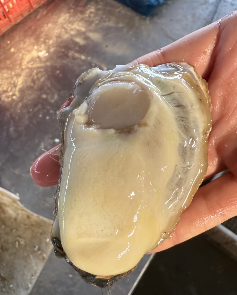 山东乳山生蚝现货鲜活肉质鲜甜产地直发