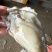 山东乳山生蚝现货鲜活肉质鲜甜产地直发