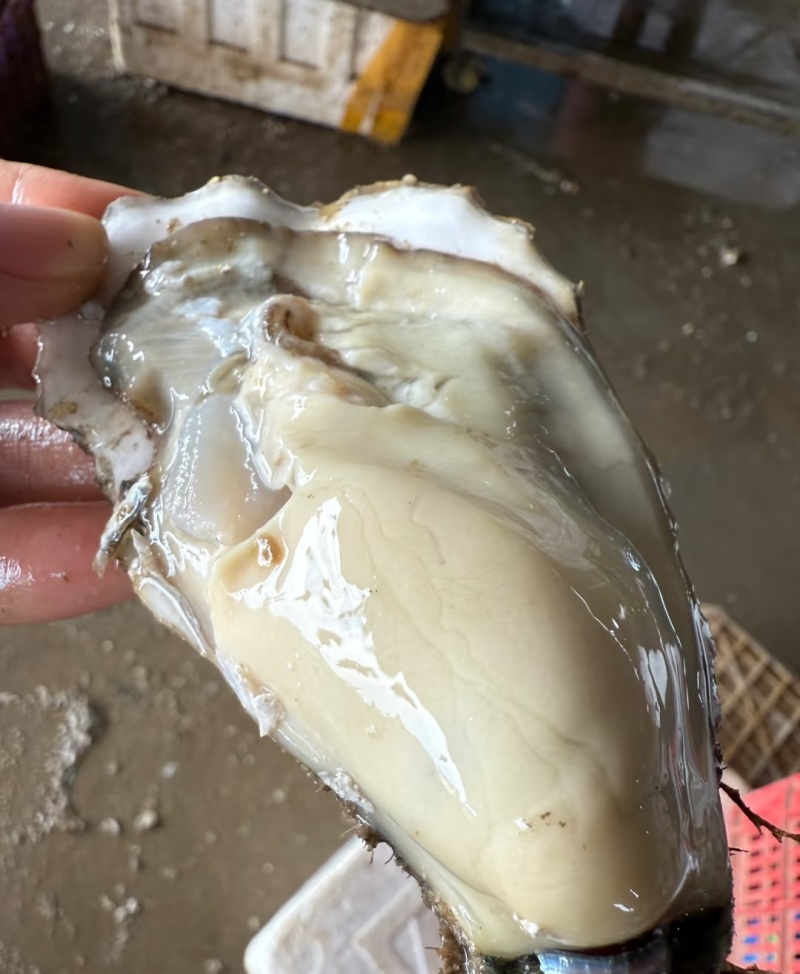 山东乳山生蚝现货鲜活肉质鲜甜产地直发