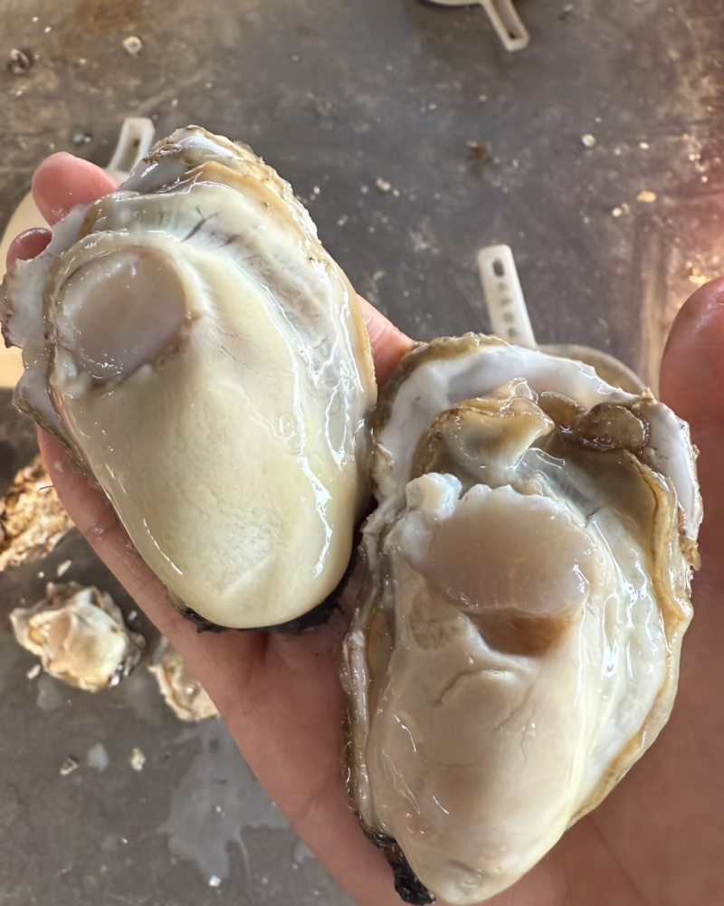 山东乳山生蚝现货鲜活肉质鲜甜产地直发