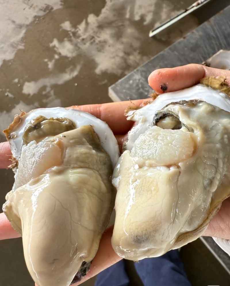 山东乳山生蚝现货鲜活肉质鲜甜产地直发