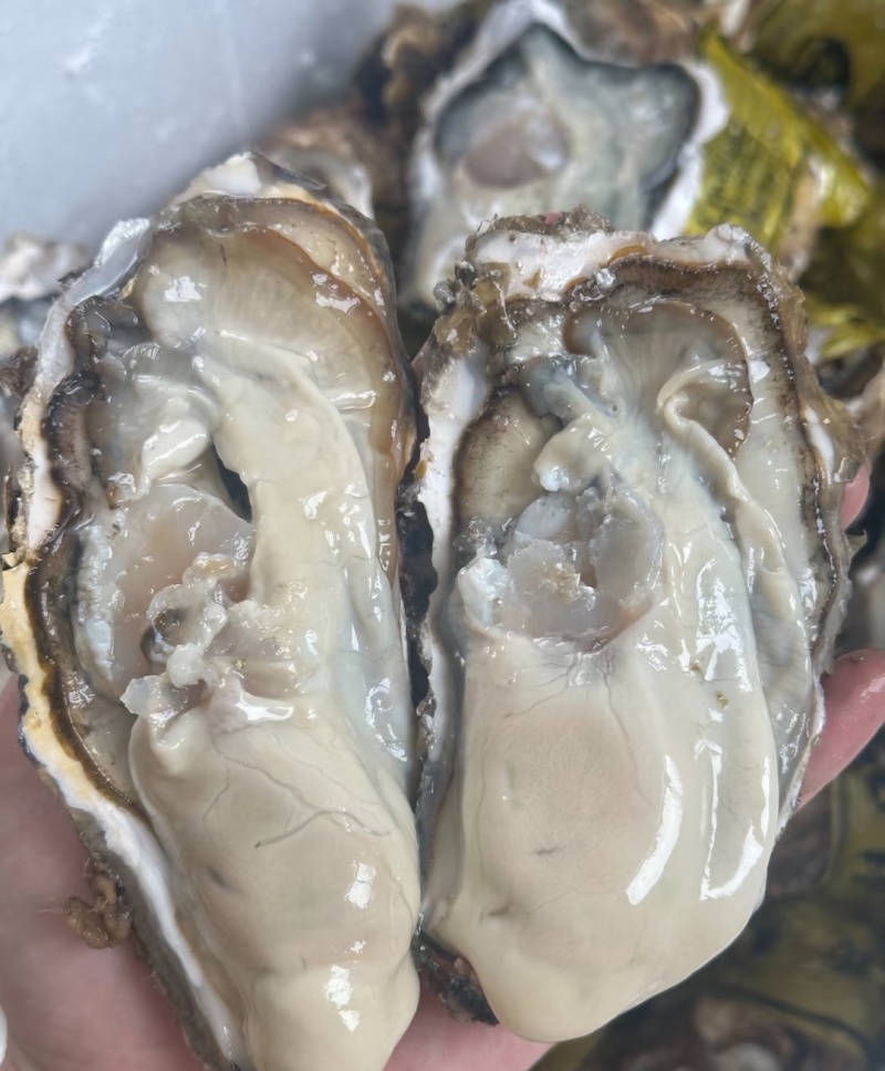 山东乳山生蚝现货鲜活肉质鲜甜产地直发