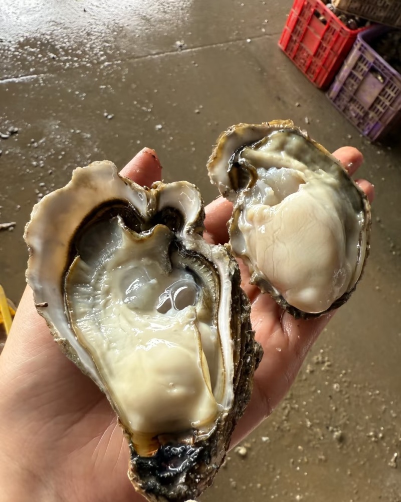 山东乳山生蚝现货鲜活肉质鲜甜产地直发