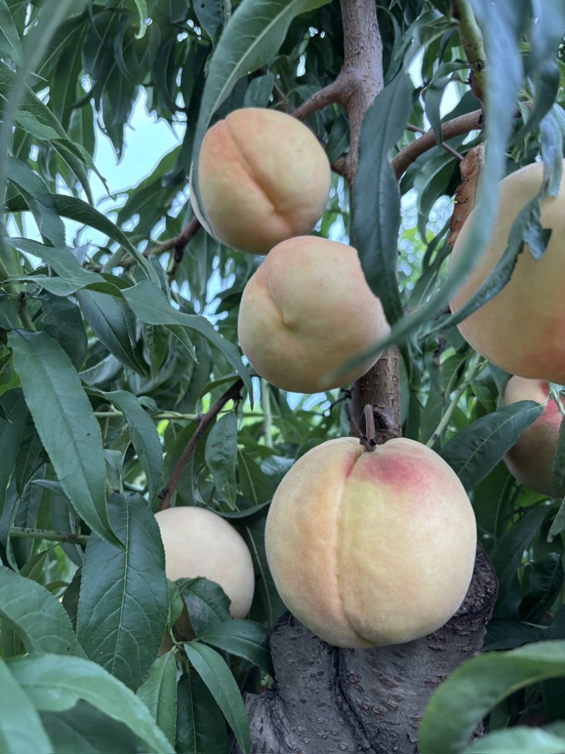【推荐】离核秋彤8月上市对接电商市场商超接受预定
