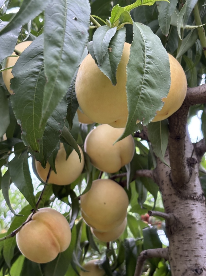 【推荐】离核秋彤8月上市对接电商市场商超接受预定