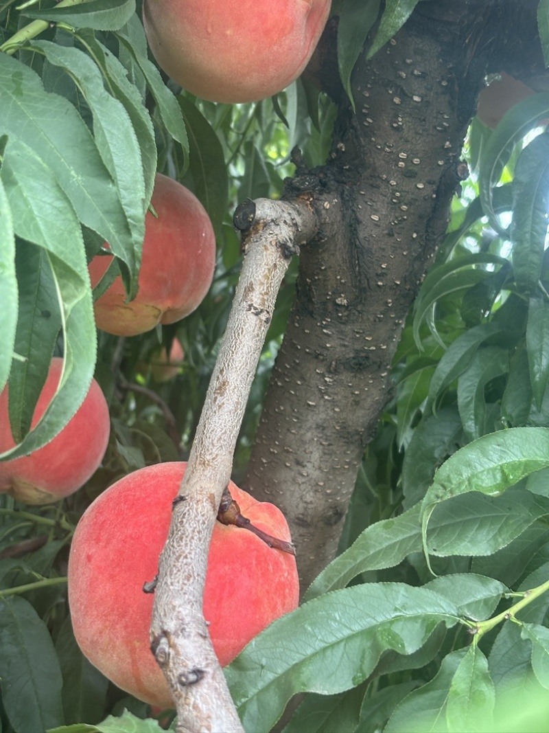 【推荐】离核秋彤8月上市对接电商市场商超接受预定