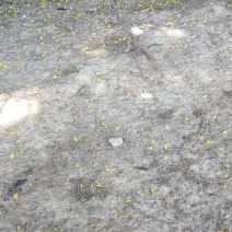 干桂花桂花干