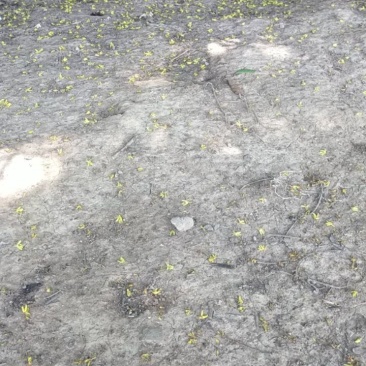 干桂花桂花干