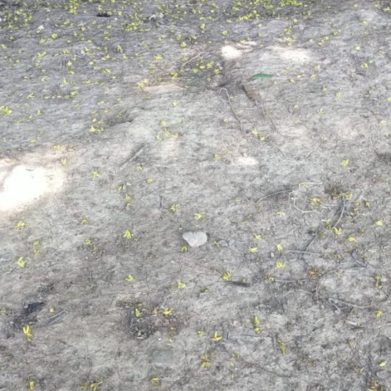 干桂花桂花干