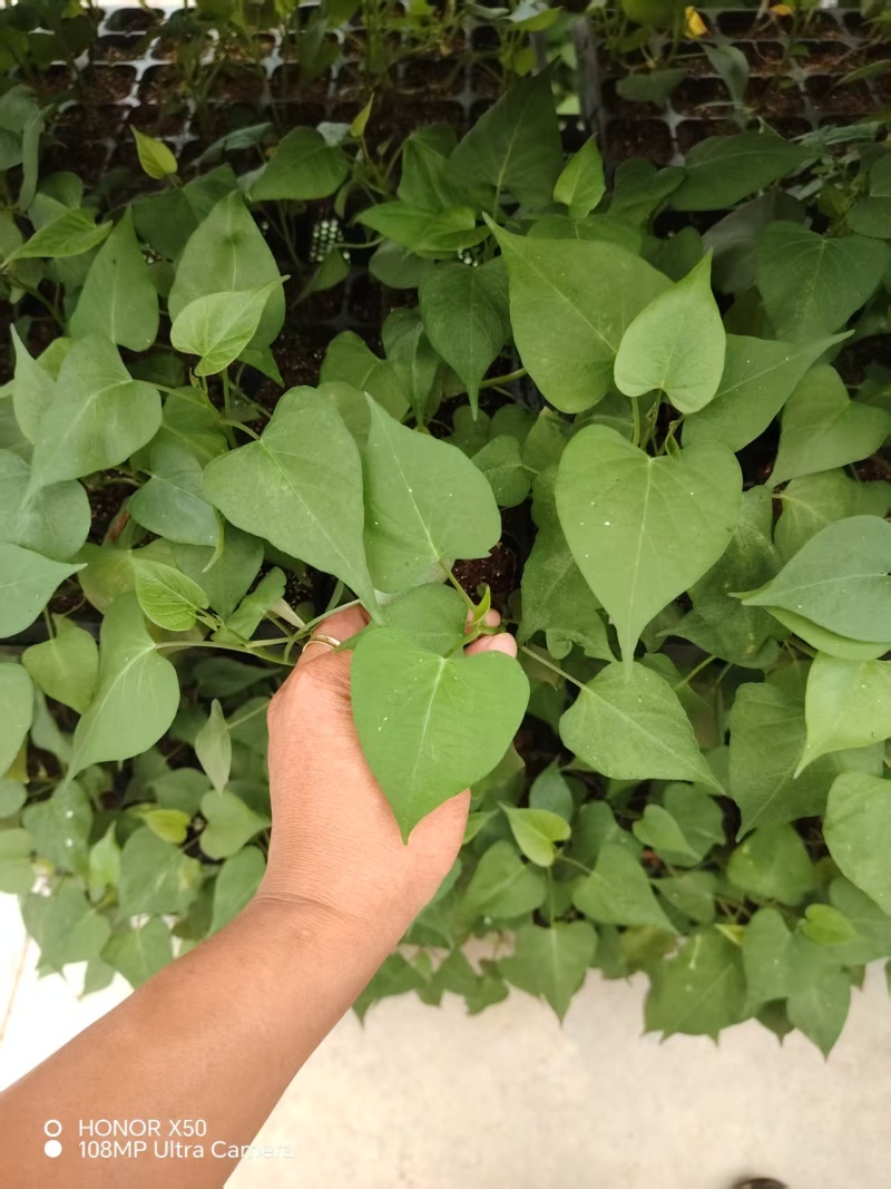 西瓜红，丝滑苗