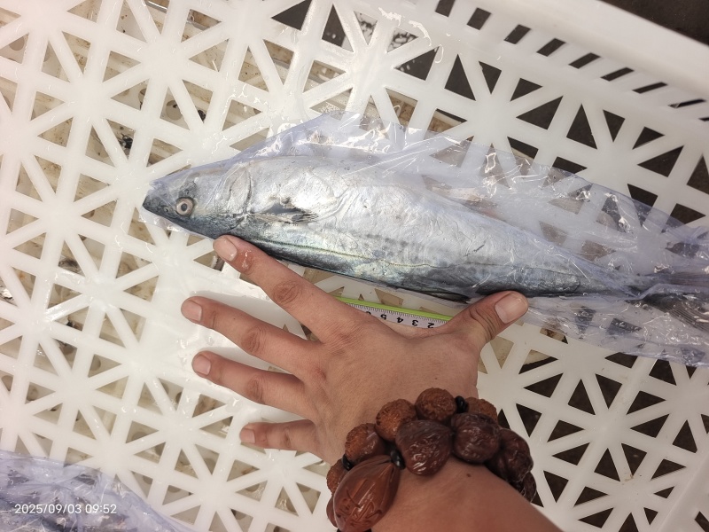 山东威海石岛单冻小鲅鱼马鲛鱼规格齐全